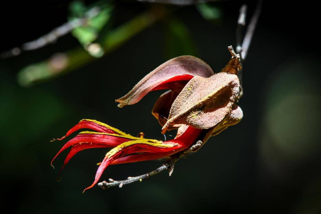 Chiranthodendron pentadactylon