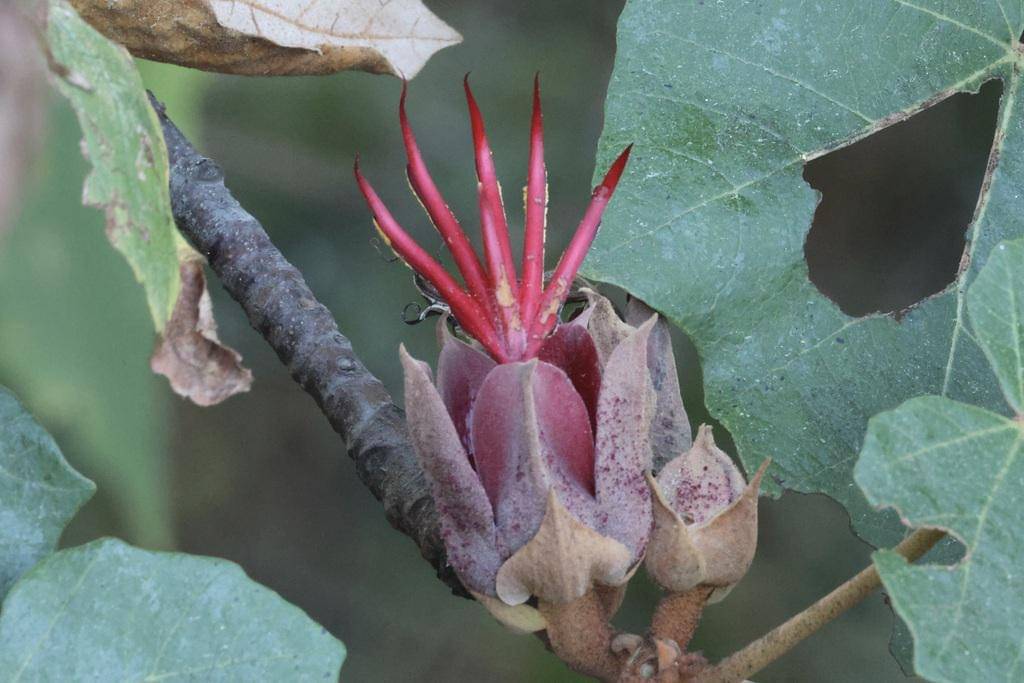 Chiranthodendron pentadactylon