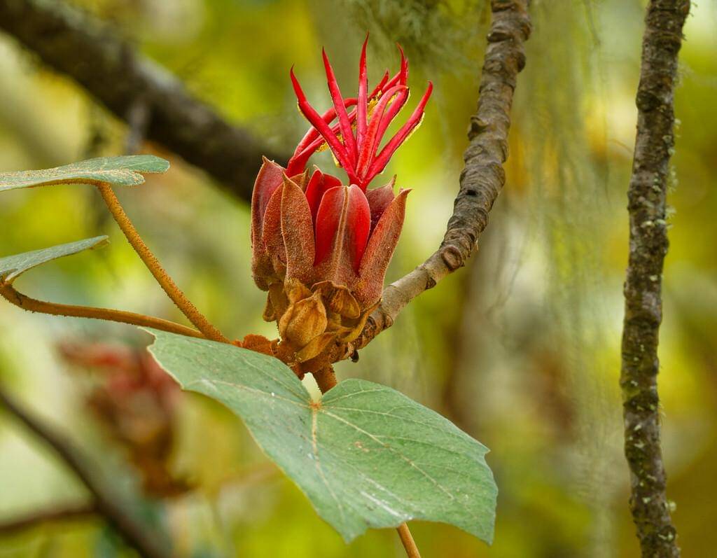 Chiranthodendron pentadactylon