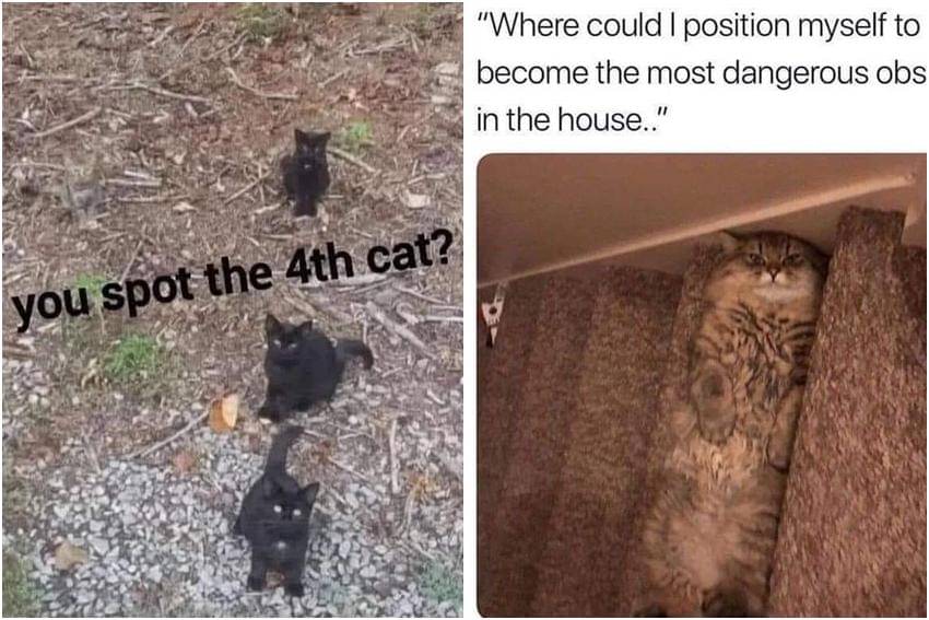 kolase meme kucing berkamuflase