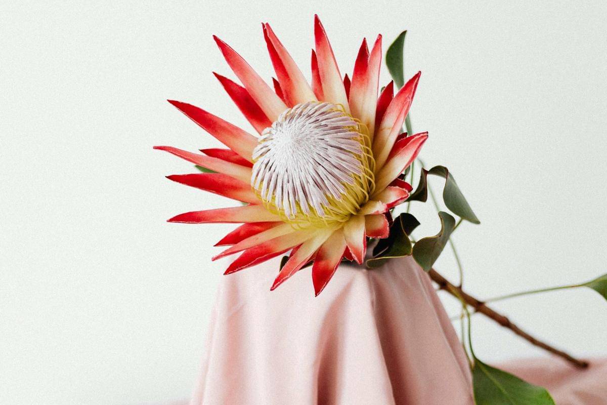 King protea