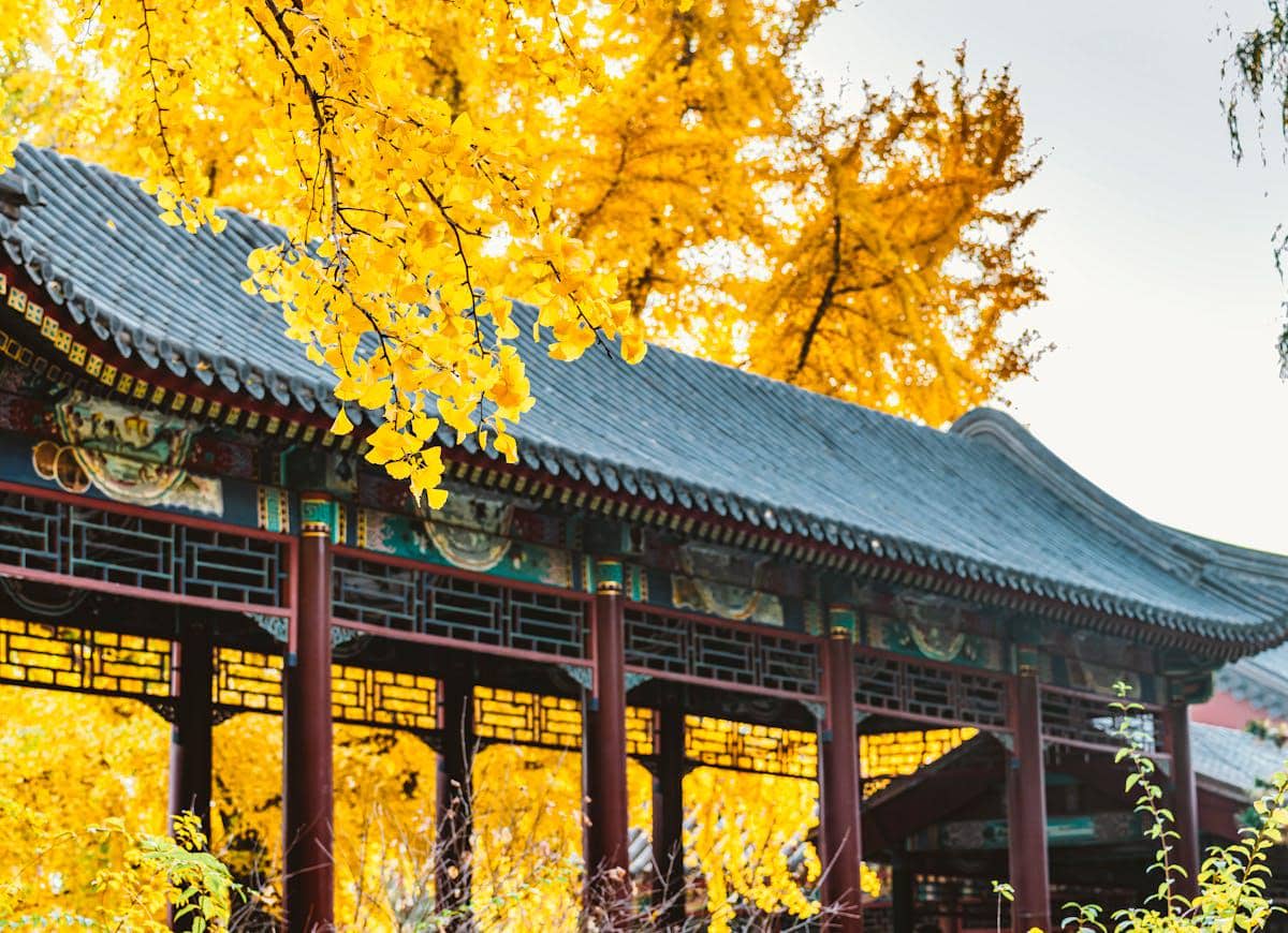 ilustrasi tips menghindari keramaian saat wisata musim gugur di China 