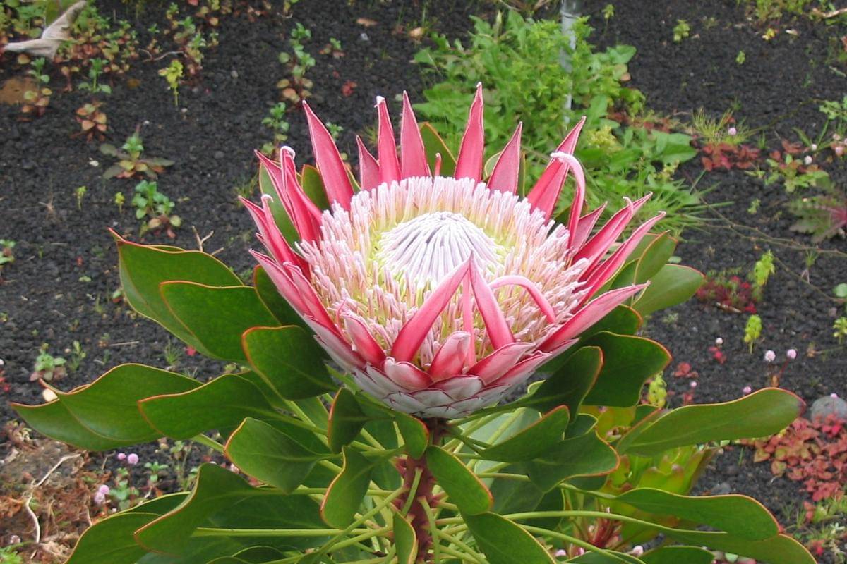 King protea