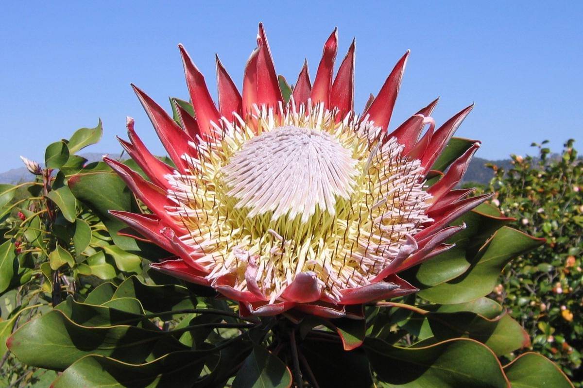 King protea