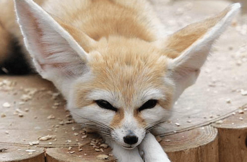 potret rubah fennec