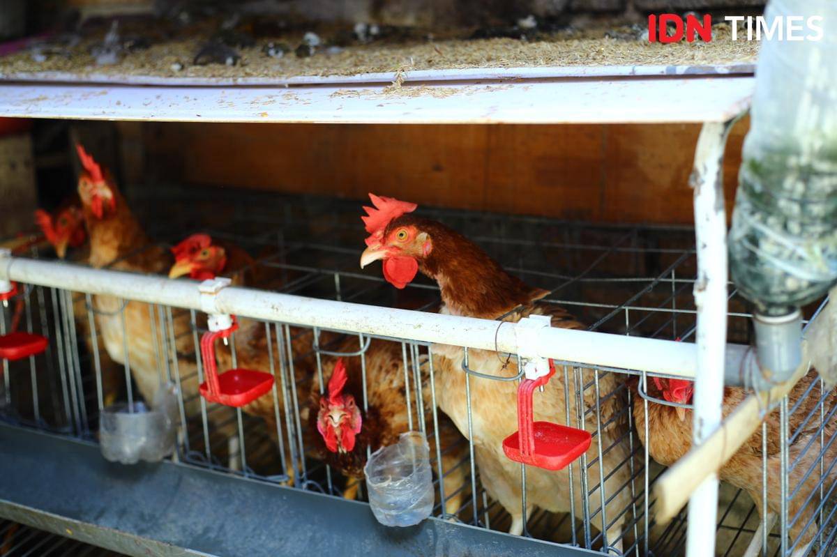 Ayam petelur di Habonaran untuk wujudkan ketahanan pangan warga di Pematangsiantar (IDN Times/Doni Hermawan)