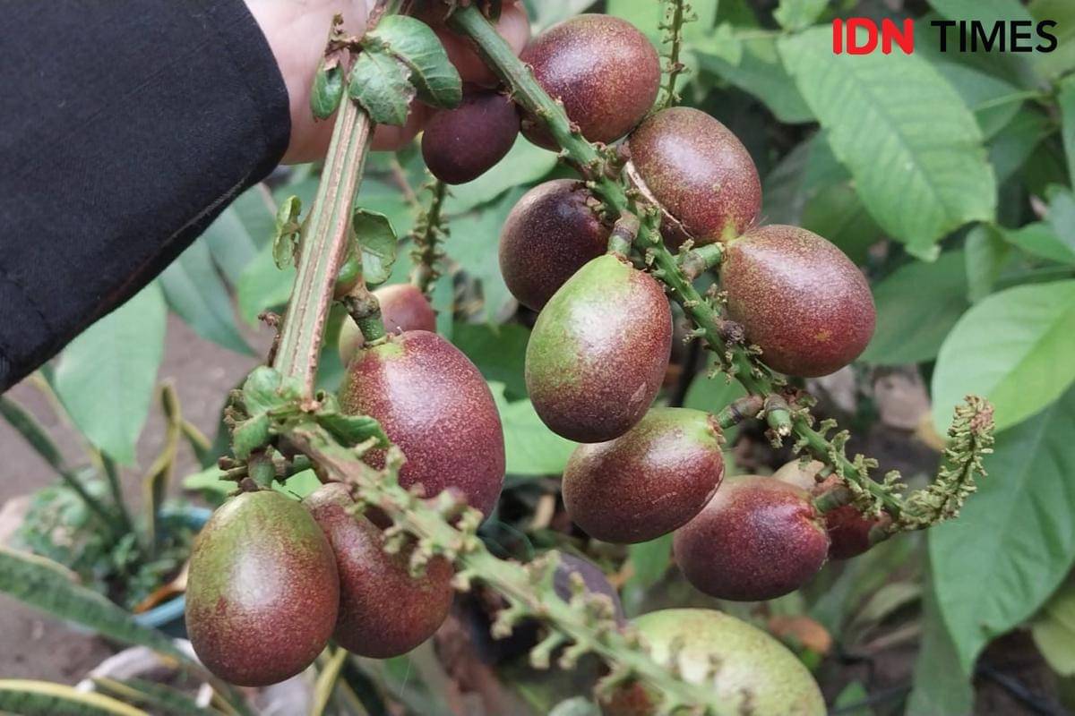 Potret buah matoa yang sudah matang