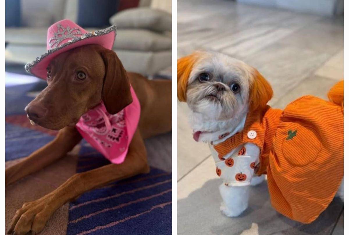 perayaan Halloween Amaira, anak Farah Quinn dan teman di USA