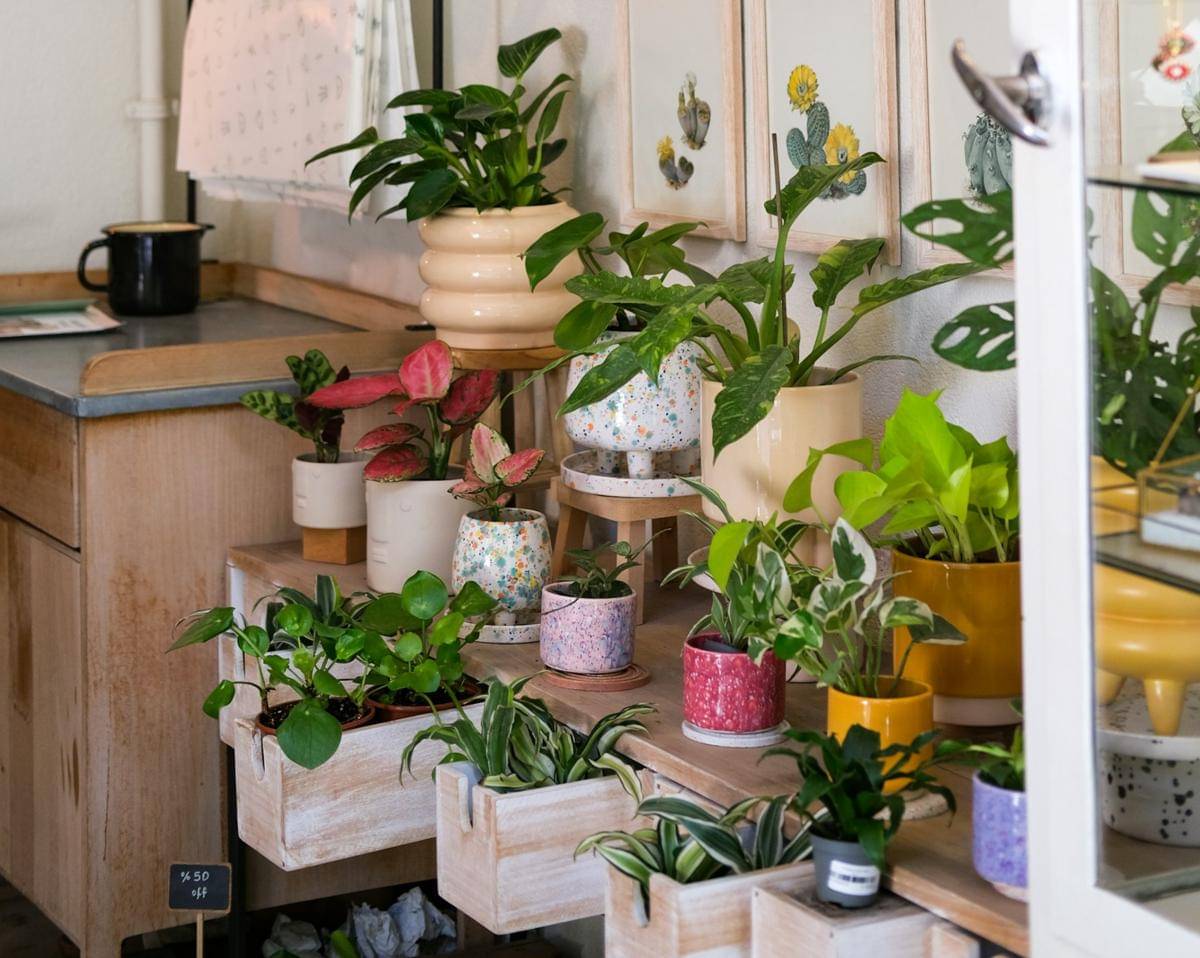 ilustrasi berbagai jenis tanaman indoor