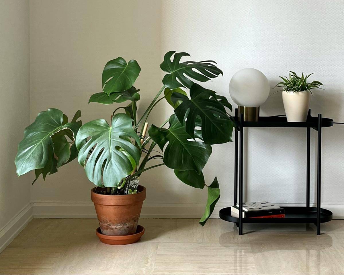 ilustrasi tanaman monstera deliciosa