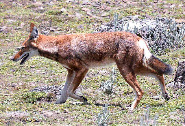 potret serigala ethiopia