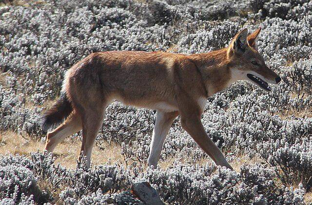 potret serigala ethiopia