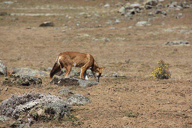 potret serigala ethiopia