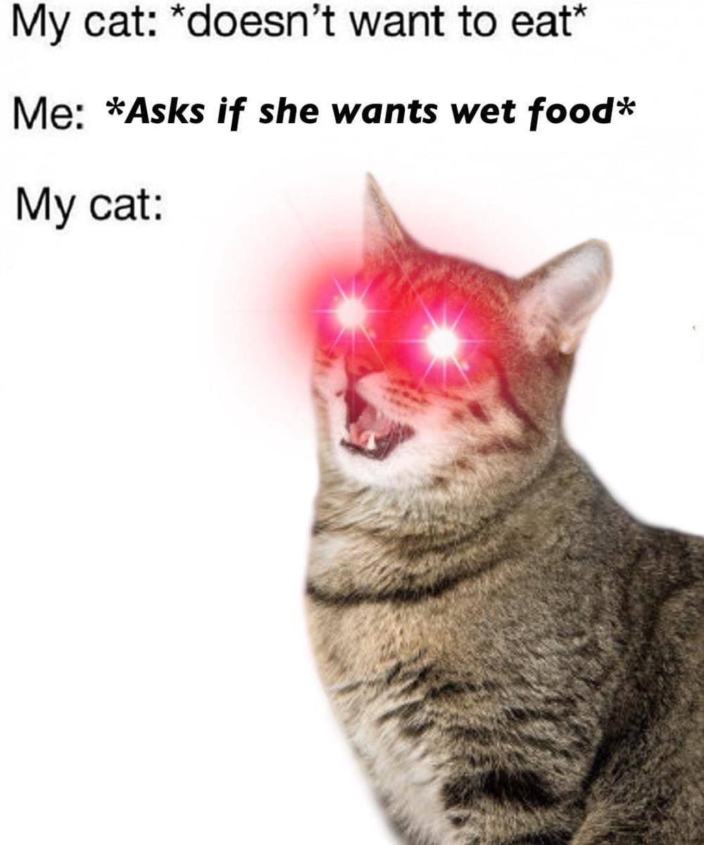 meme kucing gak kenyang-kenyang