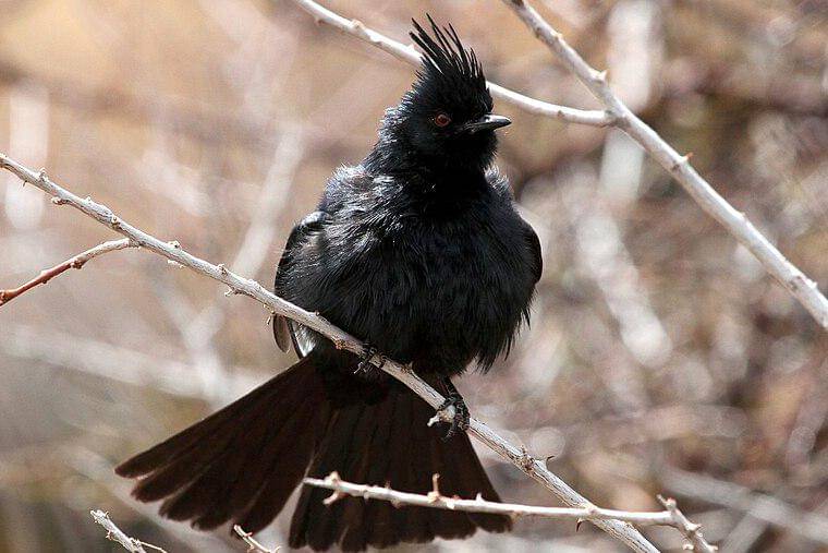phainopepla bertengger