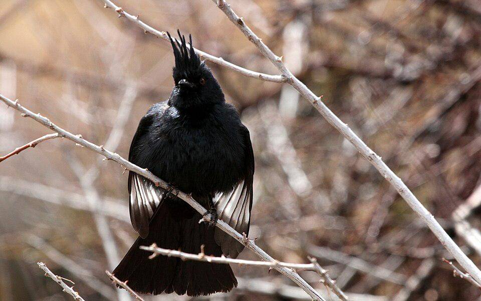 phainopepla jantan bertengger