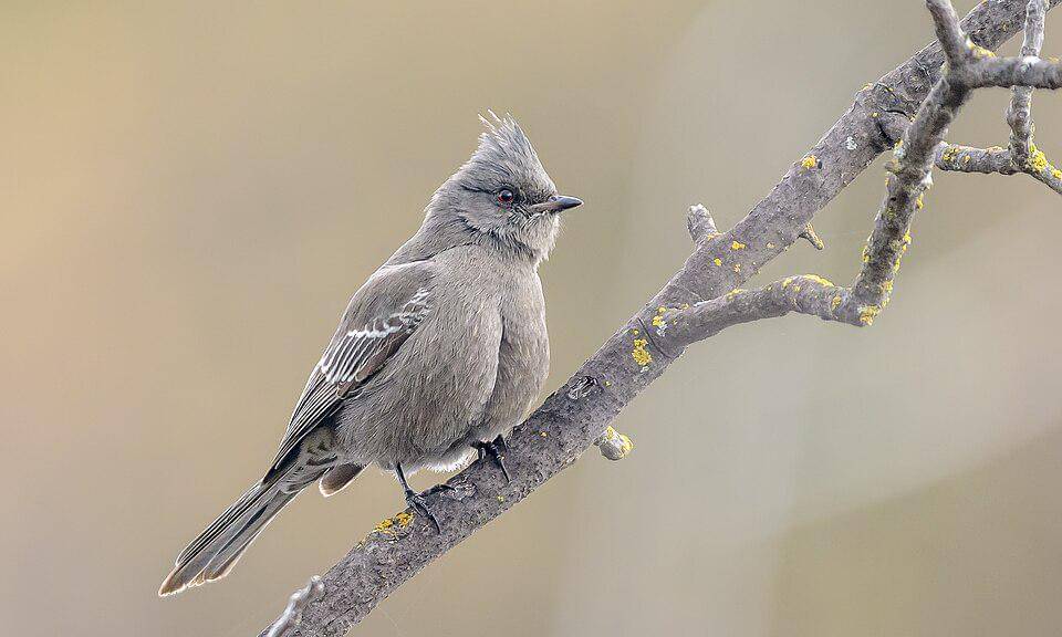 phainopepla betina bertengger