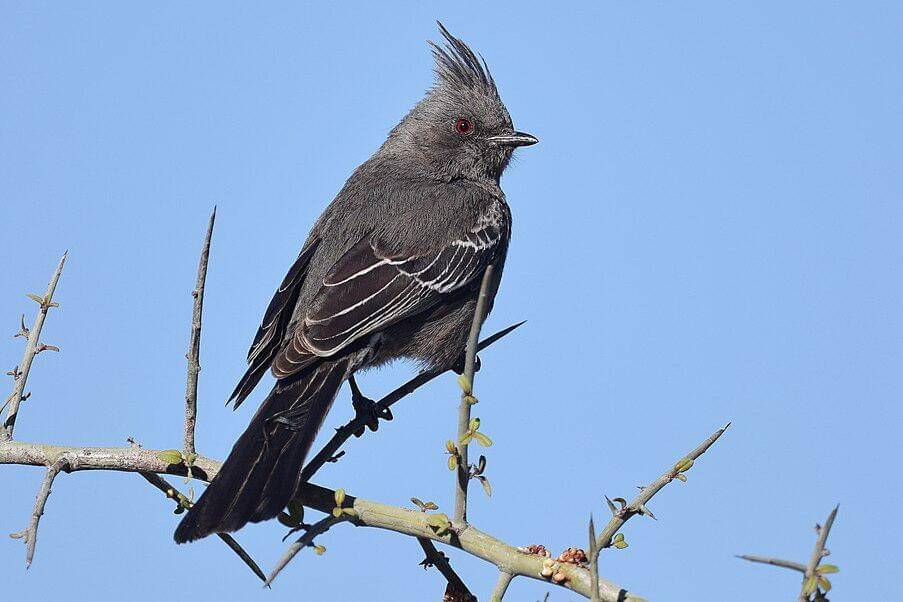 phainopepla betina bertengger