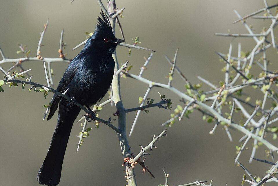 phainopepla jantan bertengger