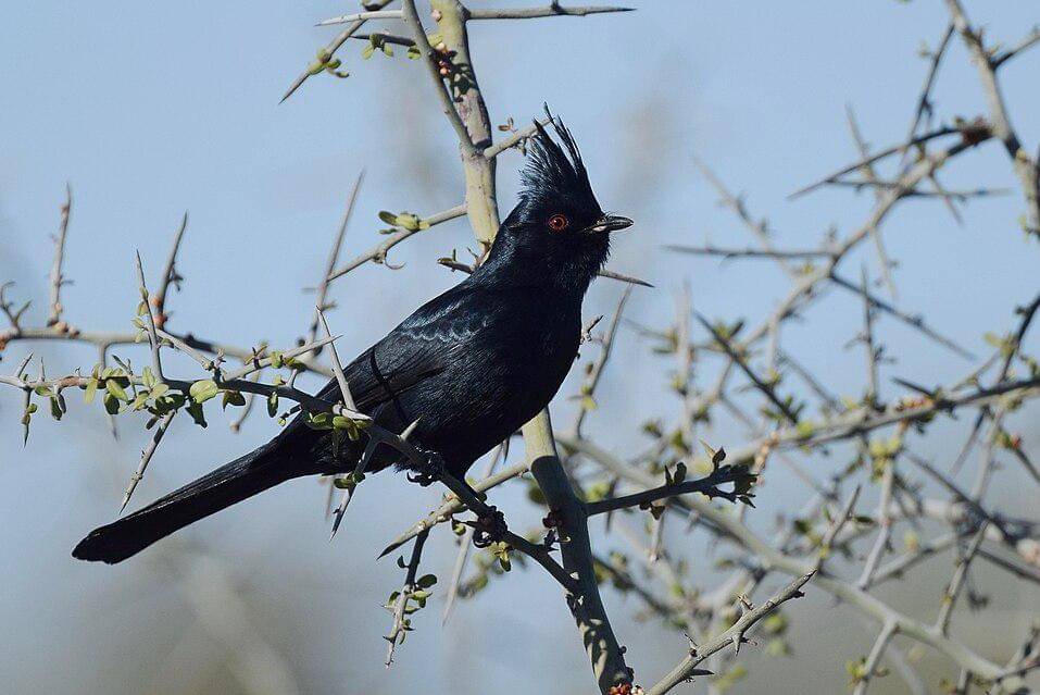phainopepla jantan bertengger