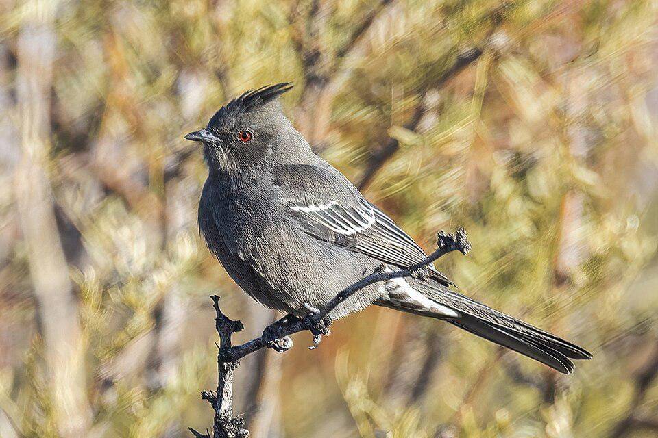 tampilan phainopepla betina