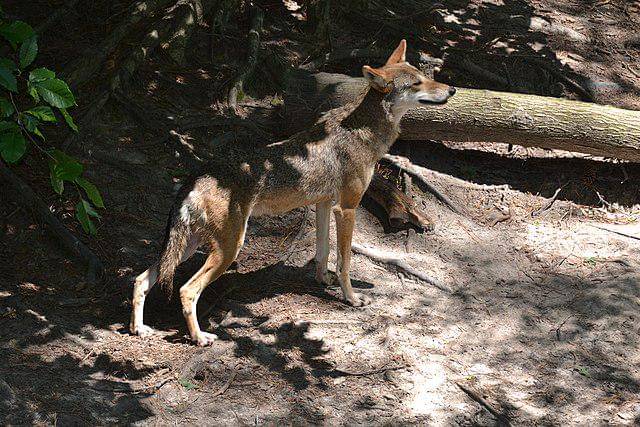 potret serigala merah