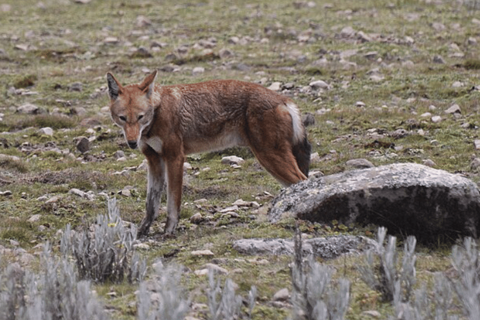 potret serigala ethiopia