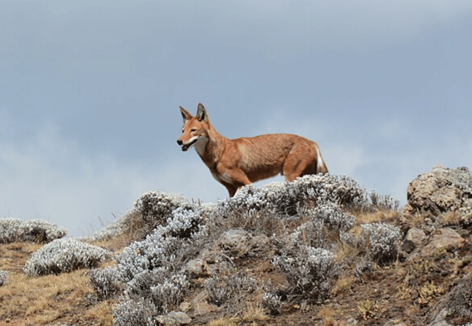 potret serigala ethiopia