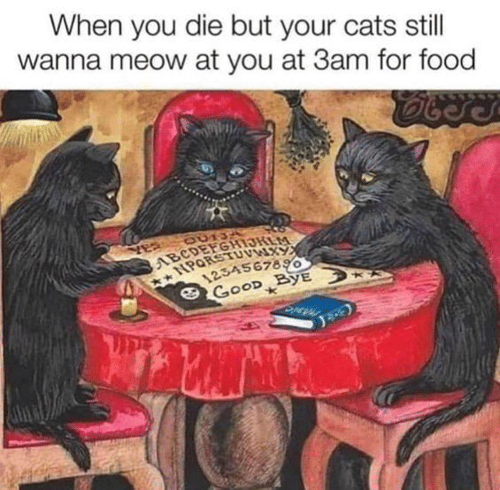 meme kucing gak kenyang-kenyang