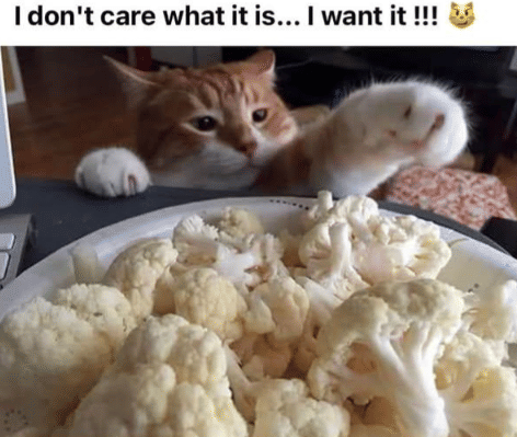 meme kucing gak kenyang-kenyang