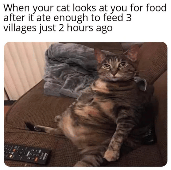 meme kucing gak kenyang-kenyang