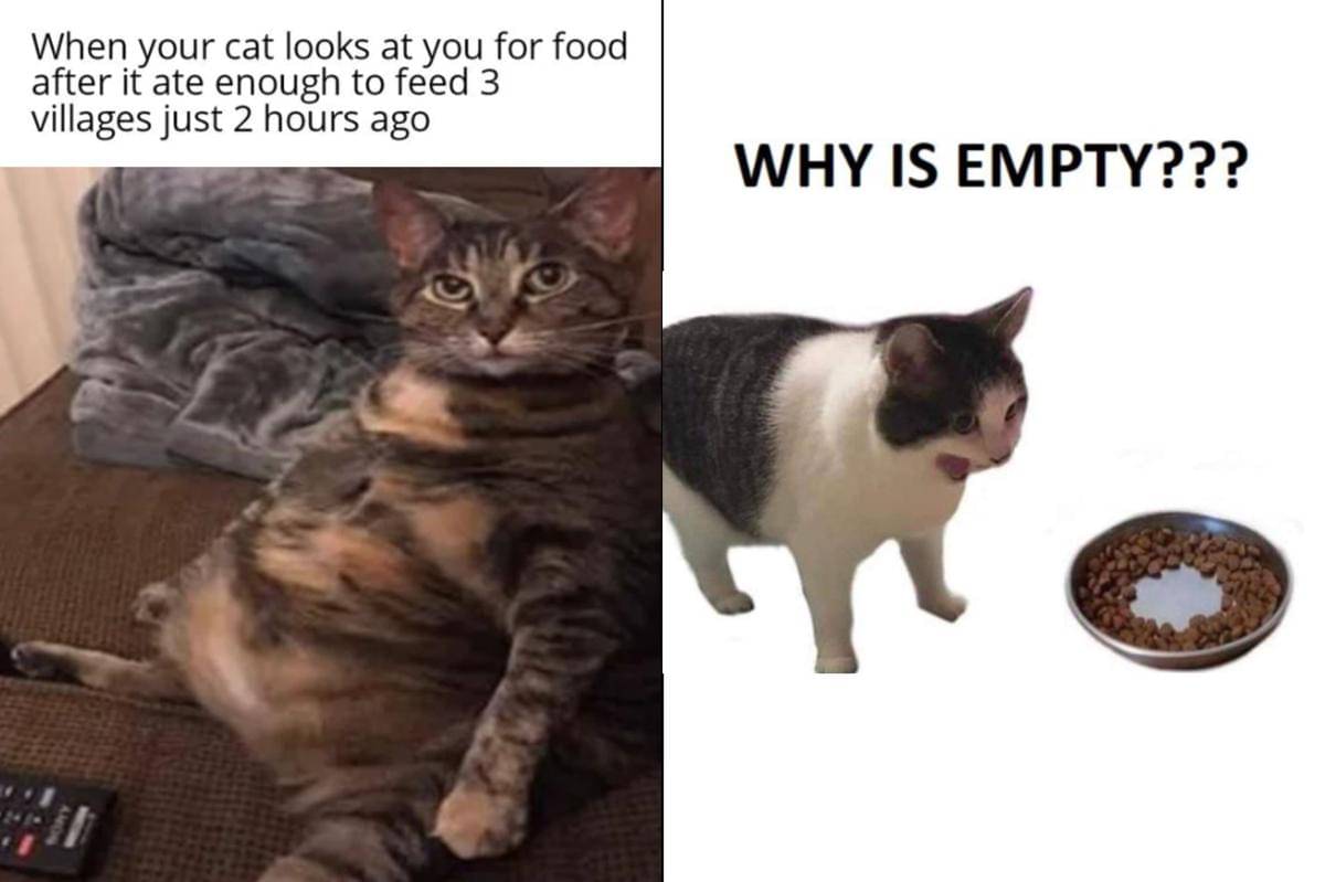 kolase meme kucing gak kenyang-kenyang
