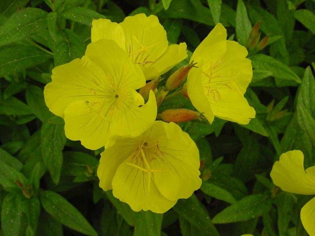 ilustrasi evening primrose 