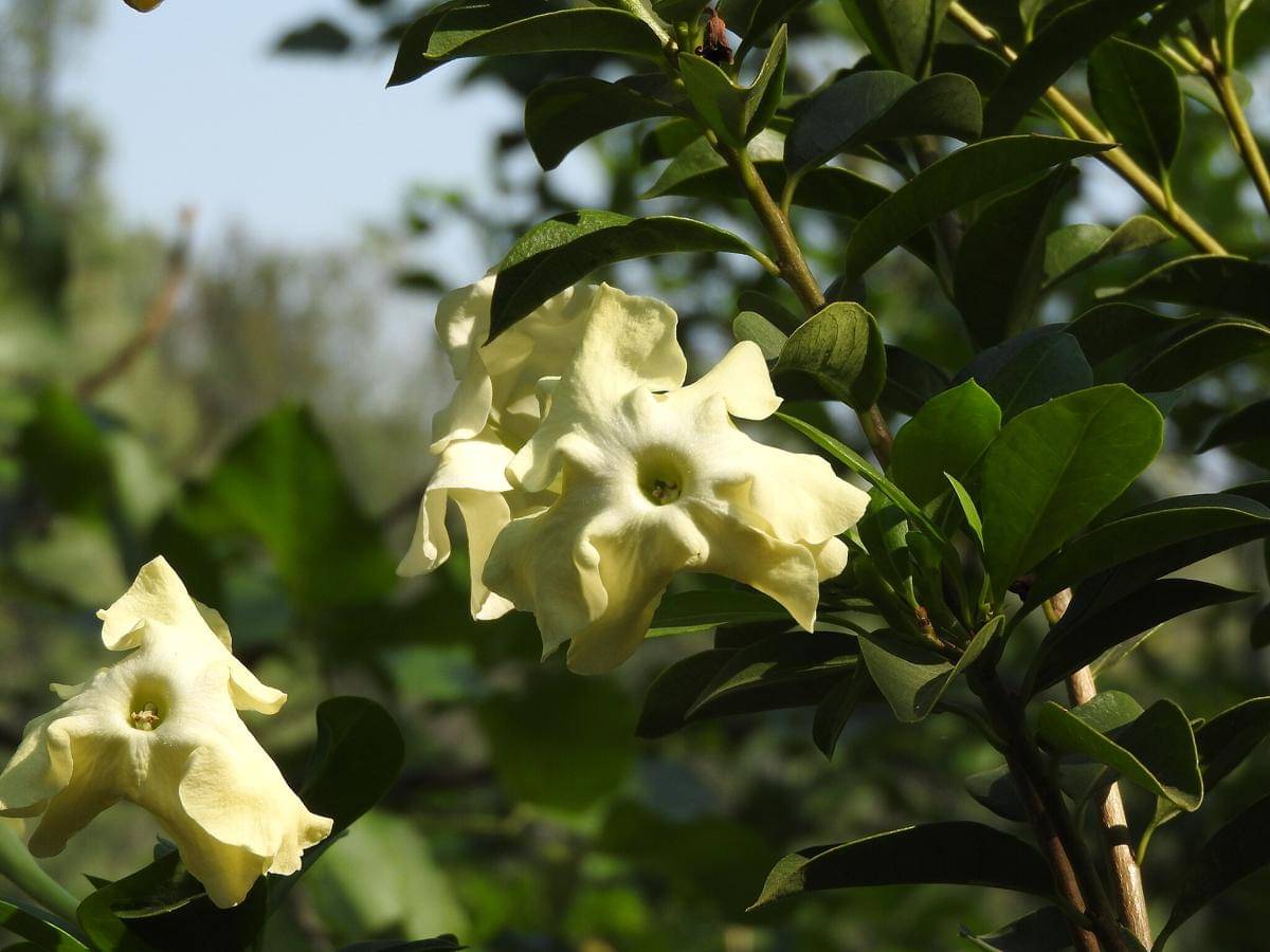 ilustrasi tuberose hawaii 