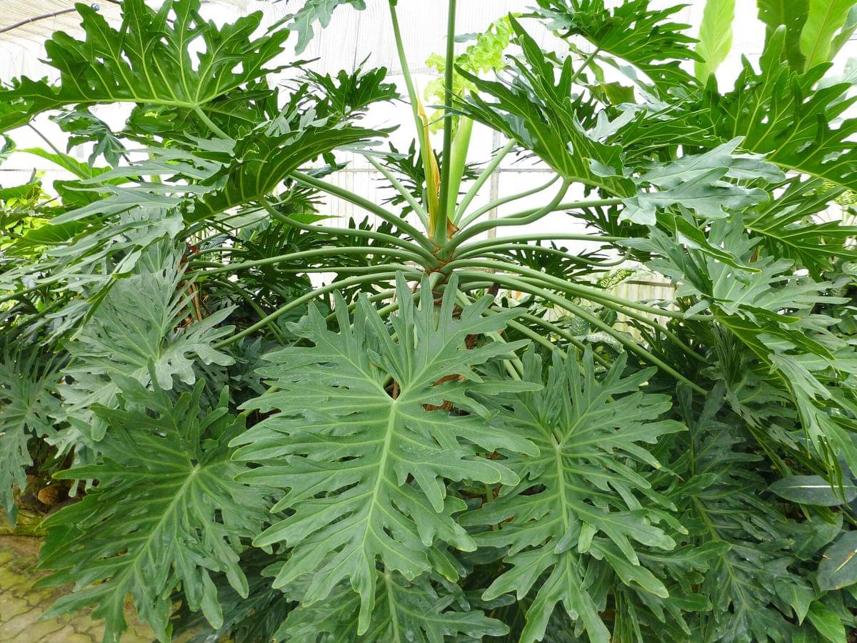 ilustrasi philodendron selloum