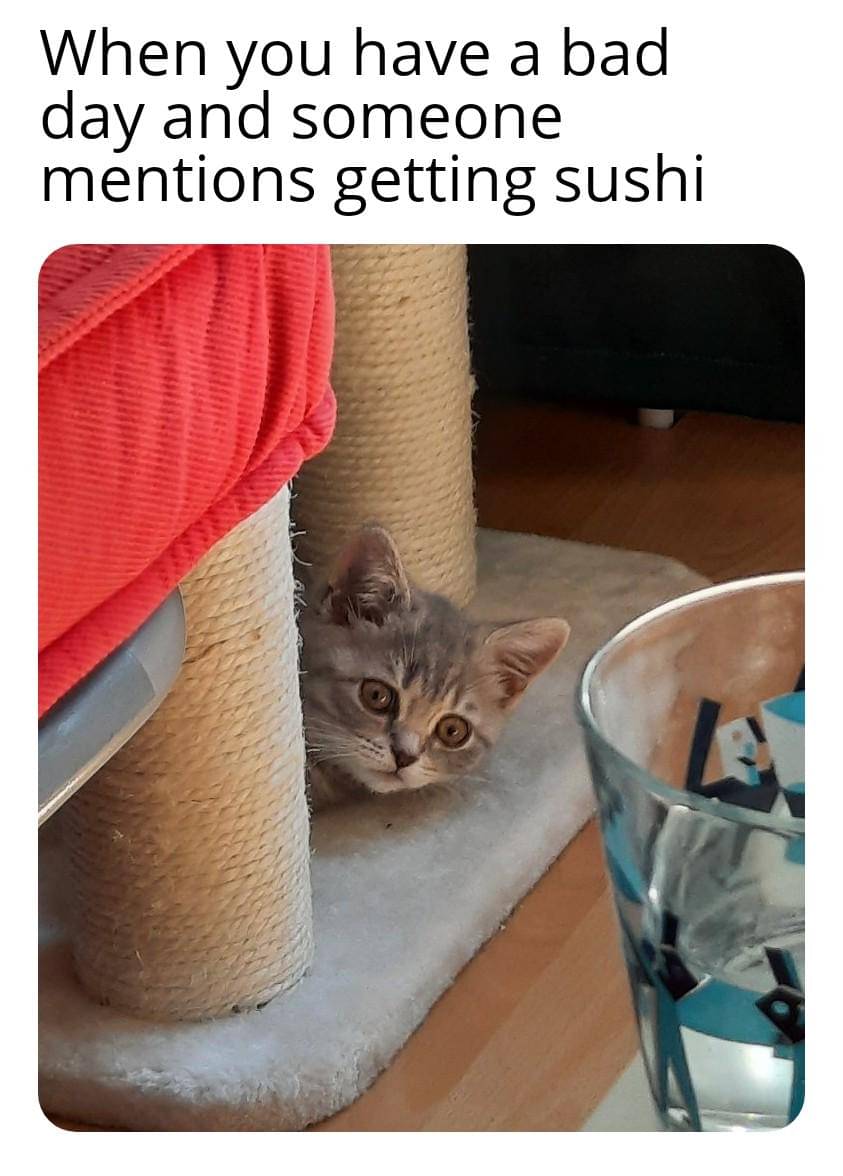 meme kucing tentang hari yang buruk