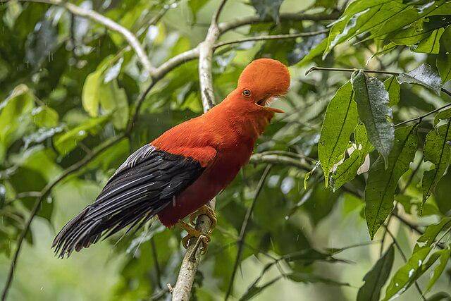 potret burung andean cock of the rock