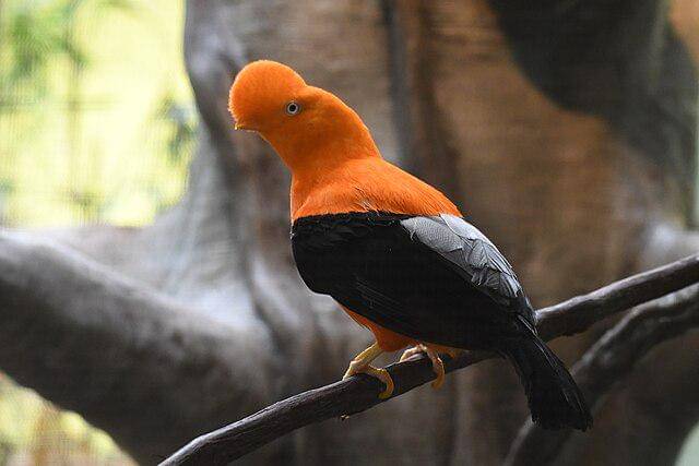 potret burung andean cock of the rock