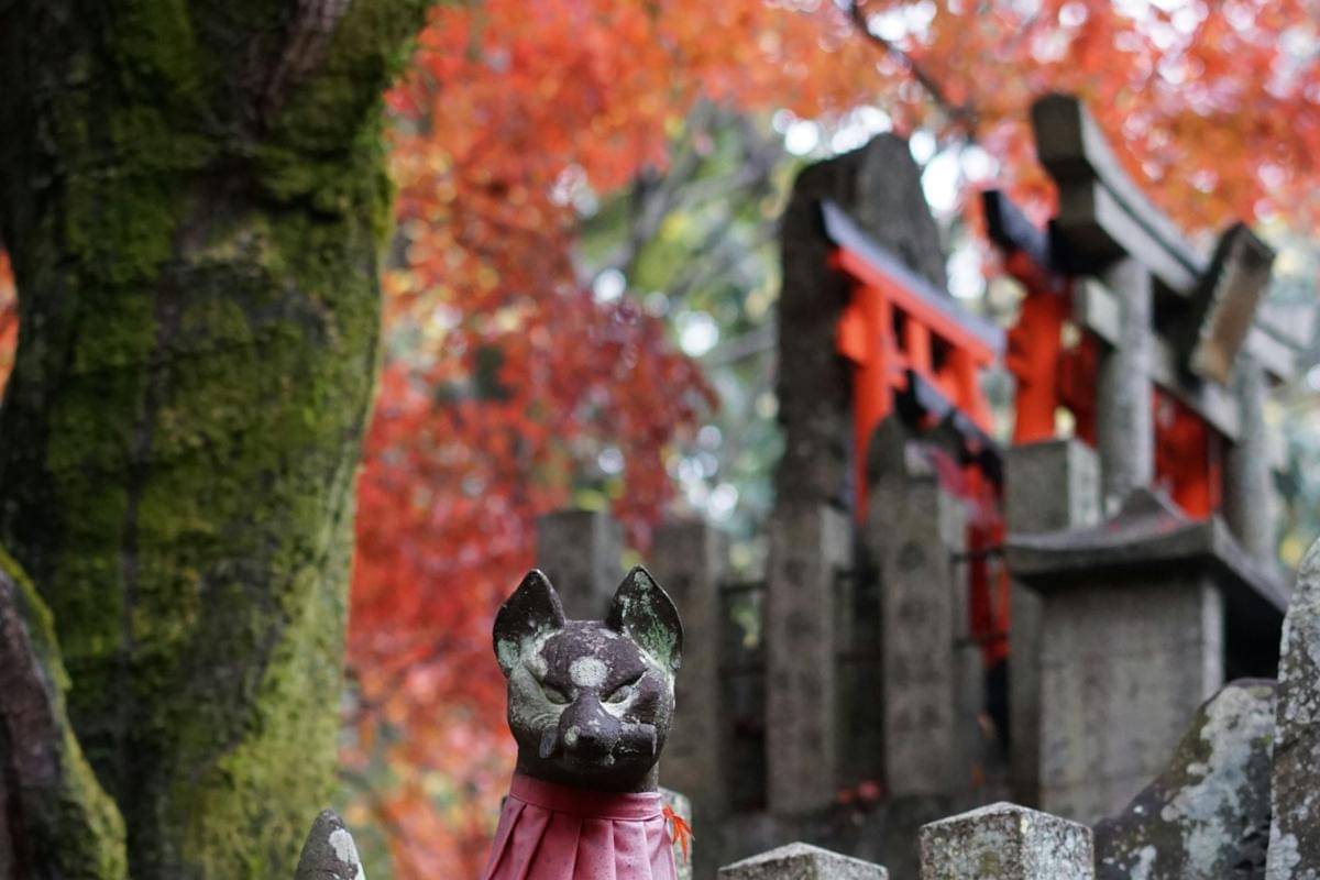 ilustrasi menikmati momiji di kuil kuno Kyoto Jepang
