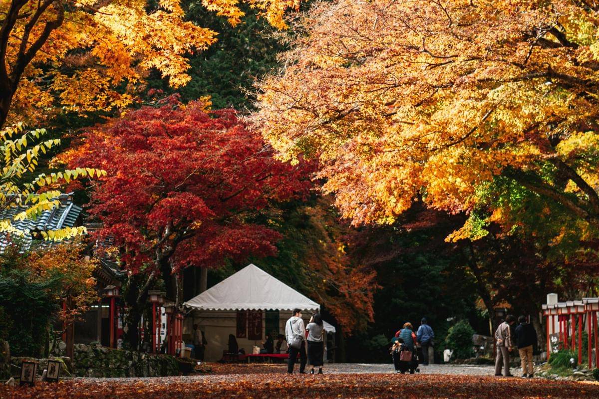 ilustrasi melihat daun momiji di Jepang