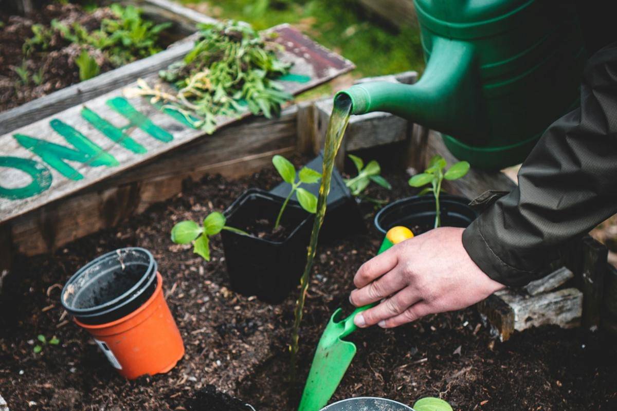 ilustrasi media tanam untuk taman rooftop