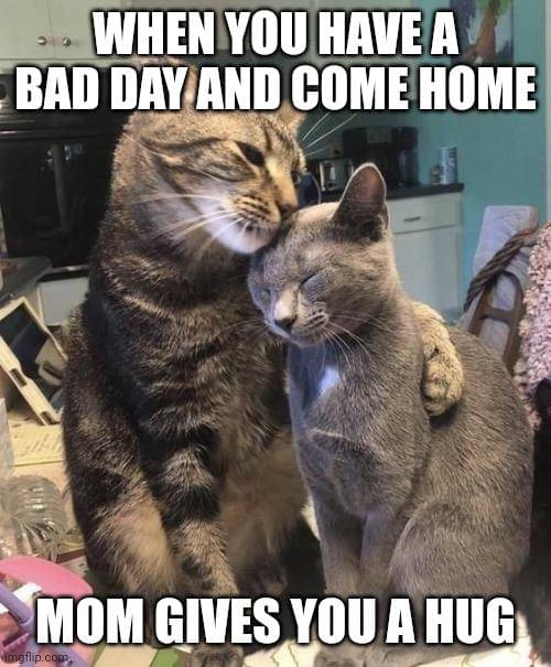 meme kucing tentang hari yang buruk