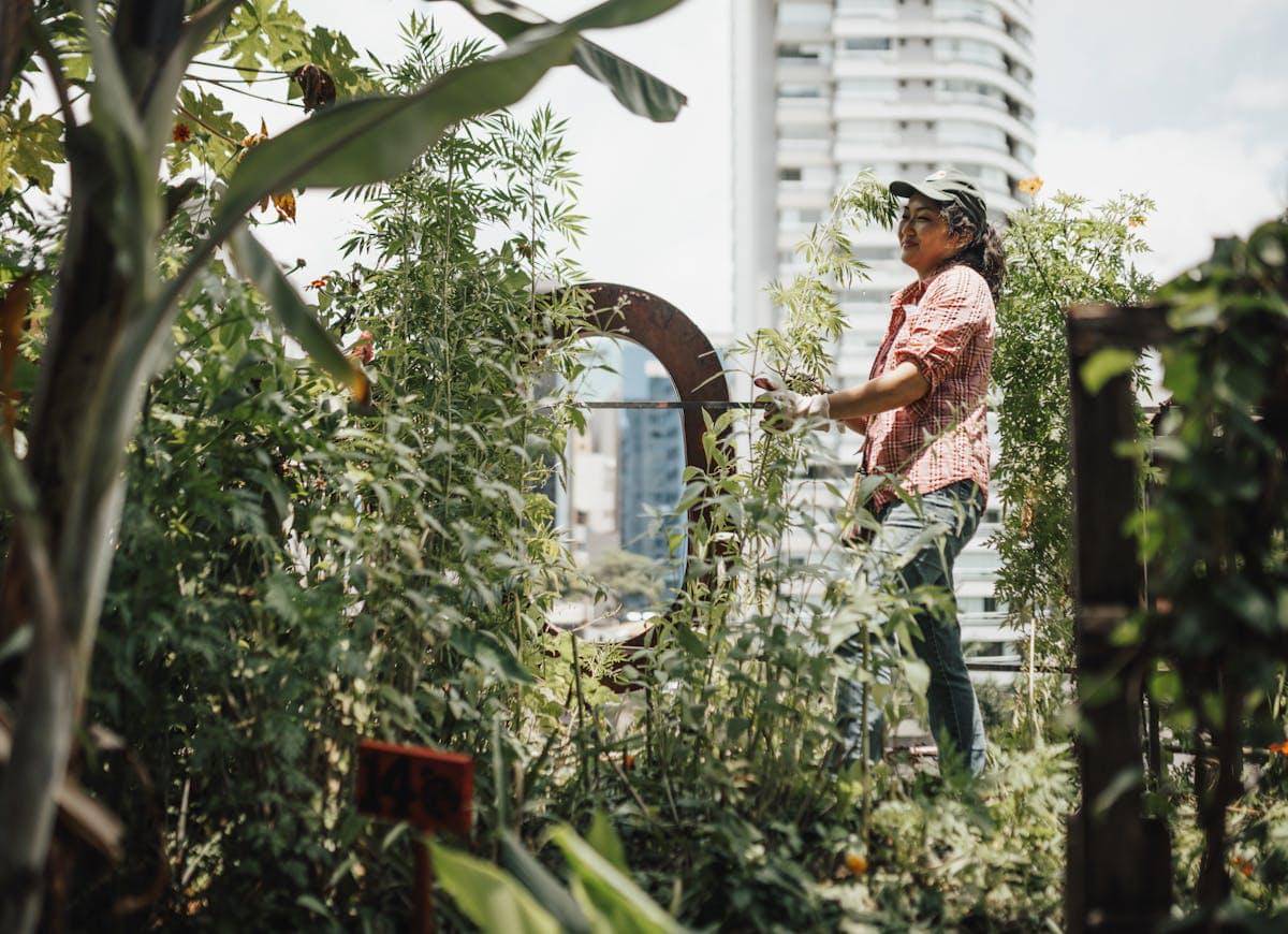 ilustrasi merawat tanaman rooftop