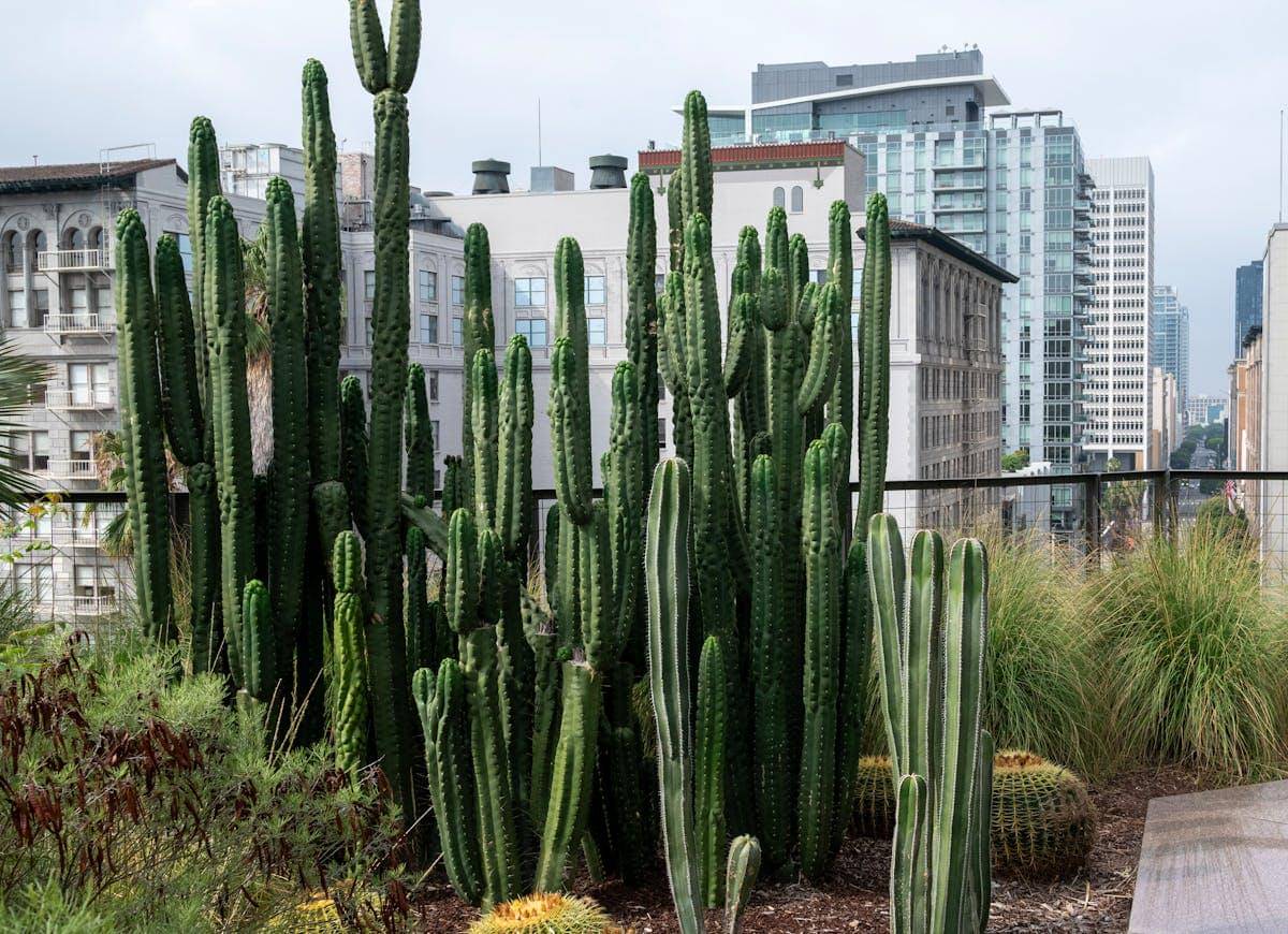 ilustrasi kaktus sebagai tanaman di taman rooftop 
