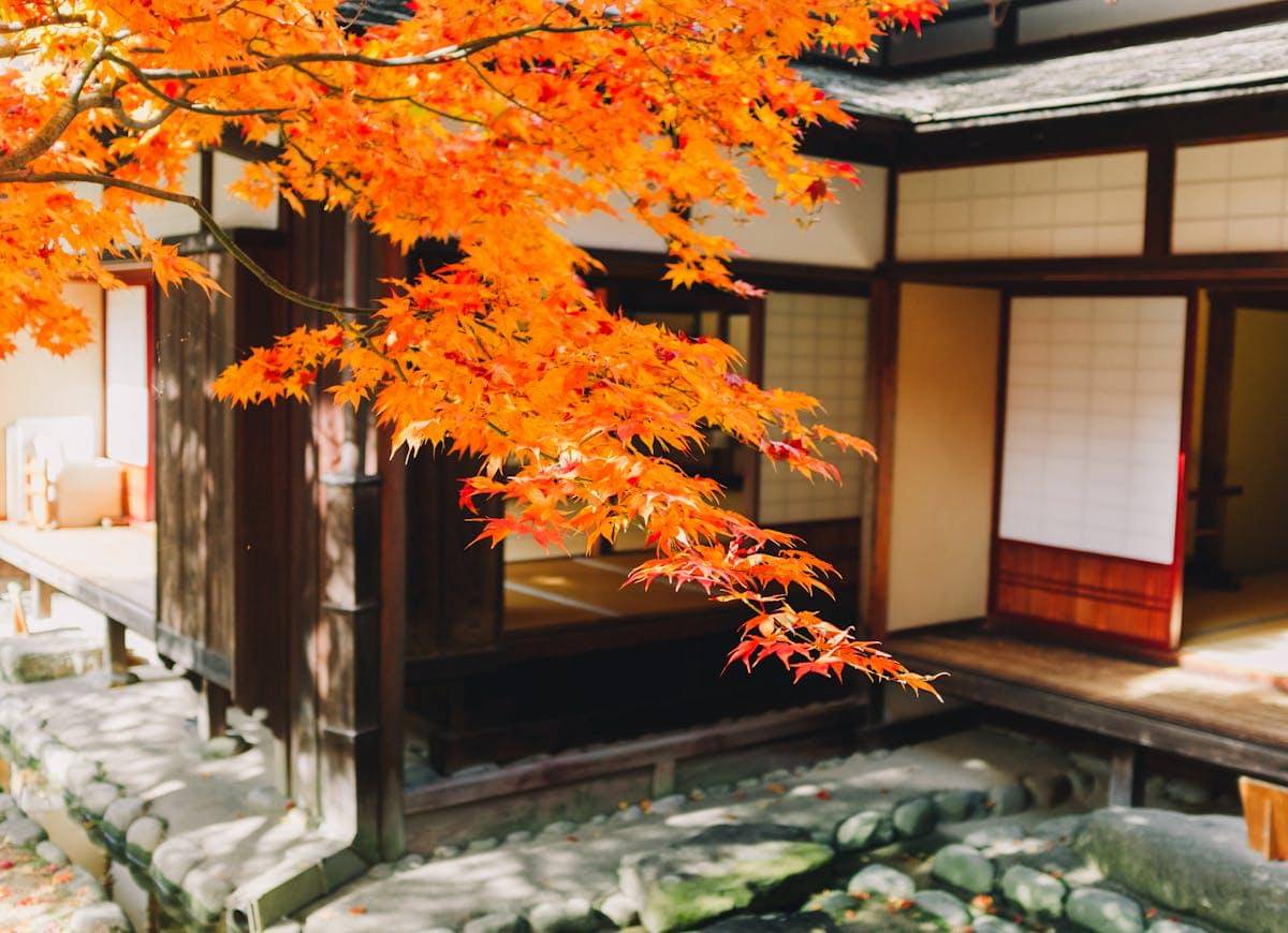 ilustrasi menikmati keindahan daun momiji di Jepang