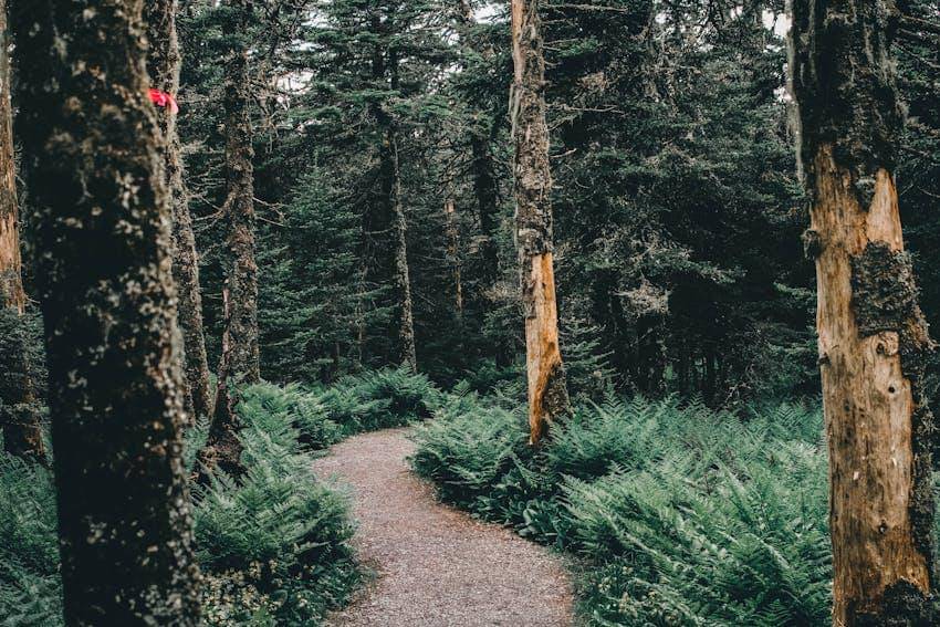 Ilustrasi jalur pendakian