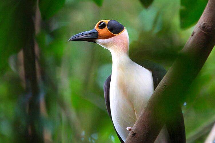 tampak dekat gagak botak leher putih