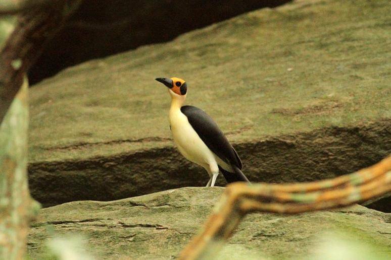 gagak botak leher putih di habitat berbatu