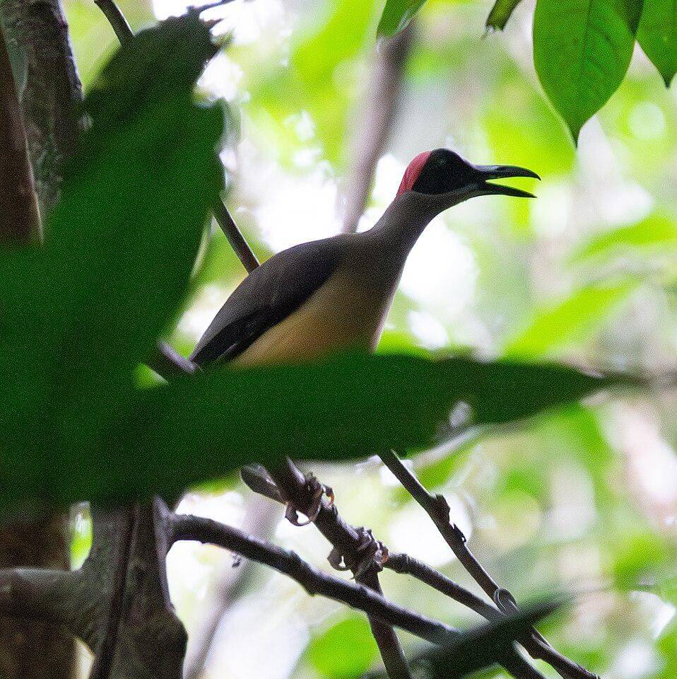 siluet gagak botak leher kelabu di atas pohon