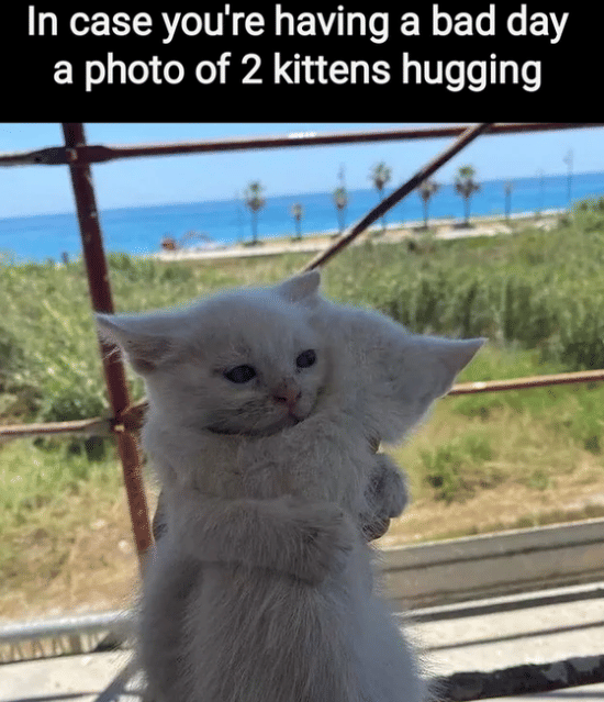 meme kucing tentang hari yang buruk